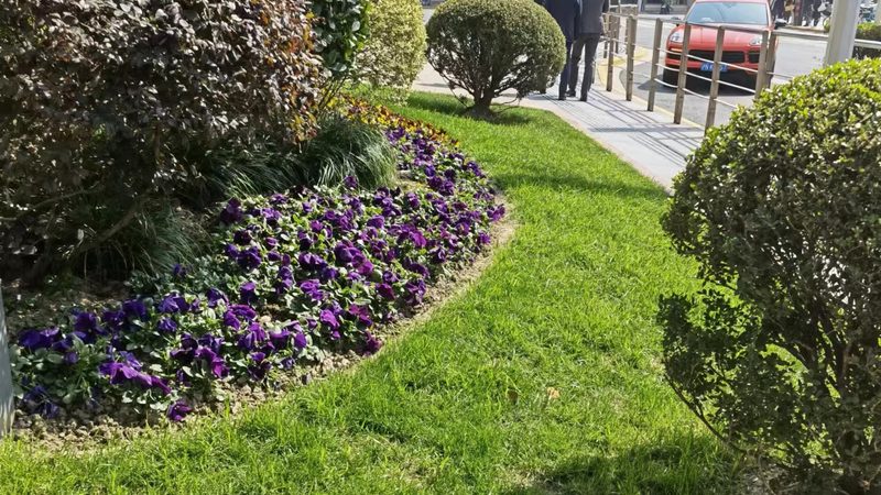 南方市政草坪草种如何选择？关键因素解析