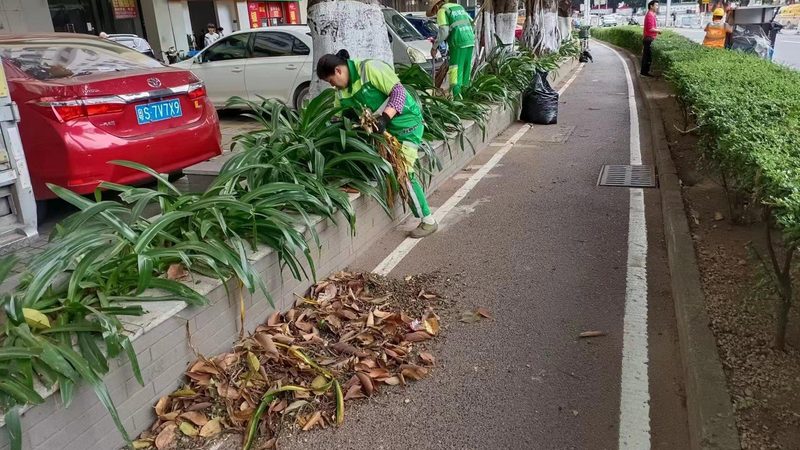 苗木种植技术视频教程分类：从入门到精通的系统化学习路径