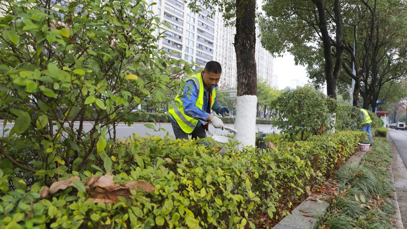 花卉租摆价格表尺寸分类